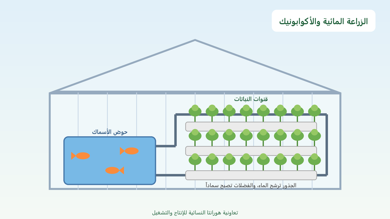 في نظام الأكوابونيك تغذي فضلات الأسماك النباتات وترشح الجذور مياه الحوض.