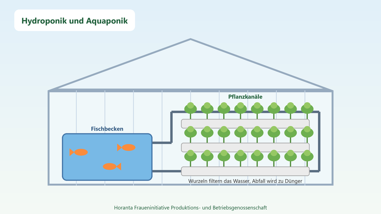 In der Aquaponik düngen Fischausscheidungen die Pflanzen, und die Wurzeln filtern das Becken.