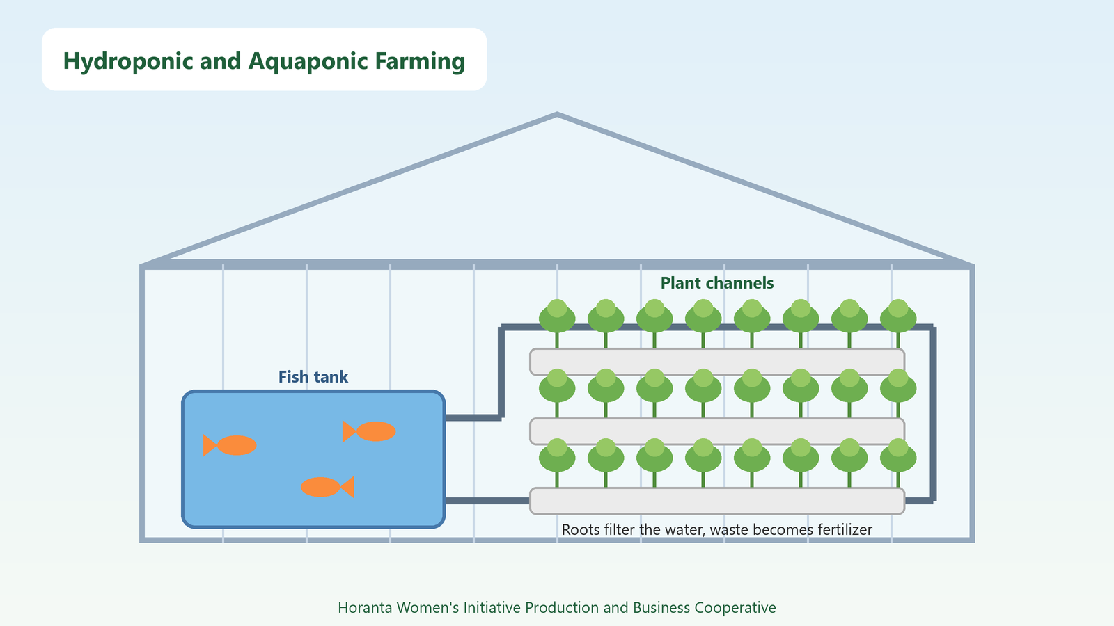 In an aquaponic system fish waste feeds the plants and plant roots filter the pond.