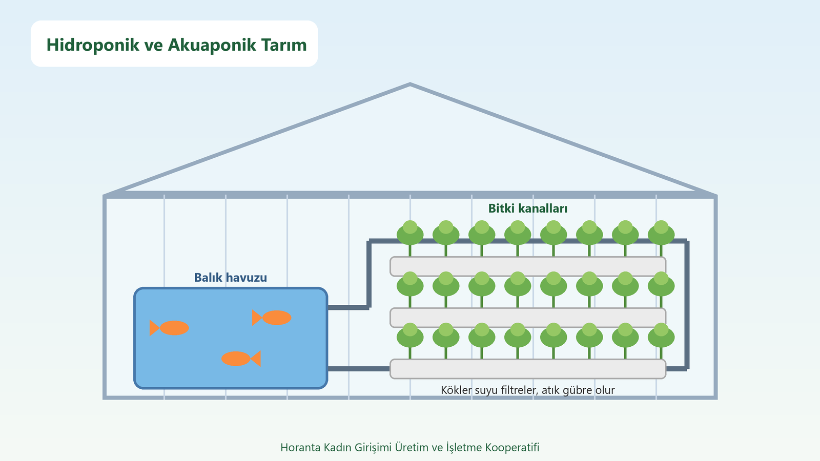Hidroponik ve akuaponik tarım