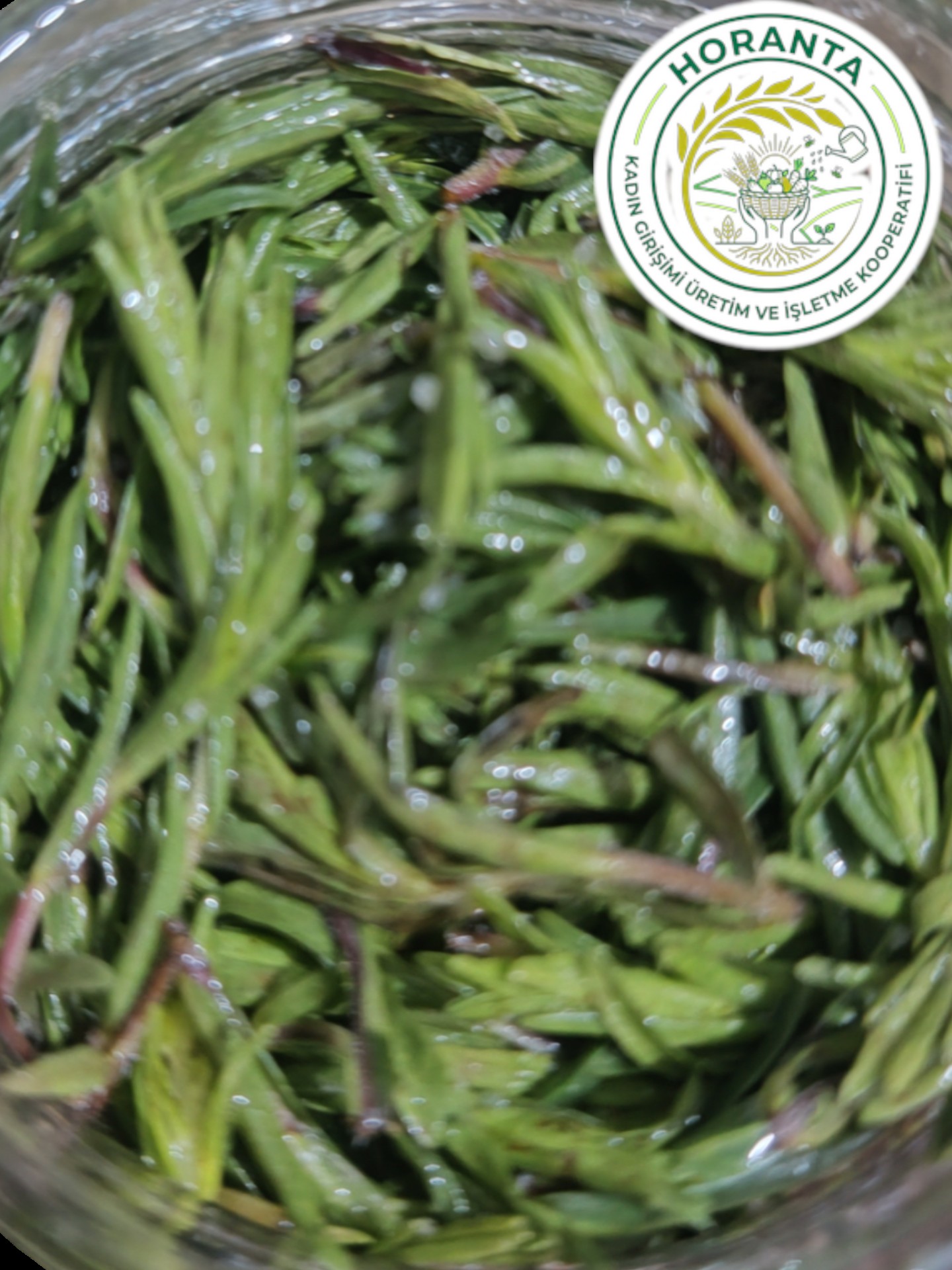 Organik-Kekik-Salamura-Horantakoop-1 Salamura Zahter ( Taze Kekik) (200 gr)