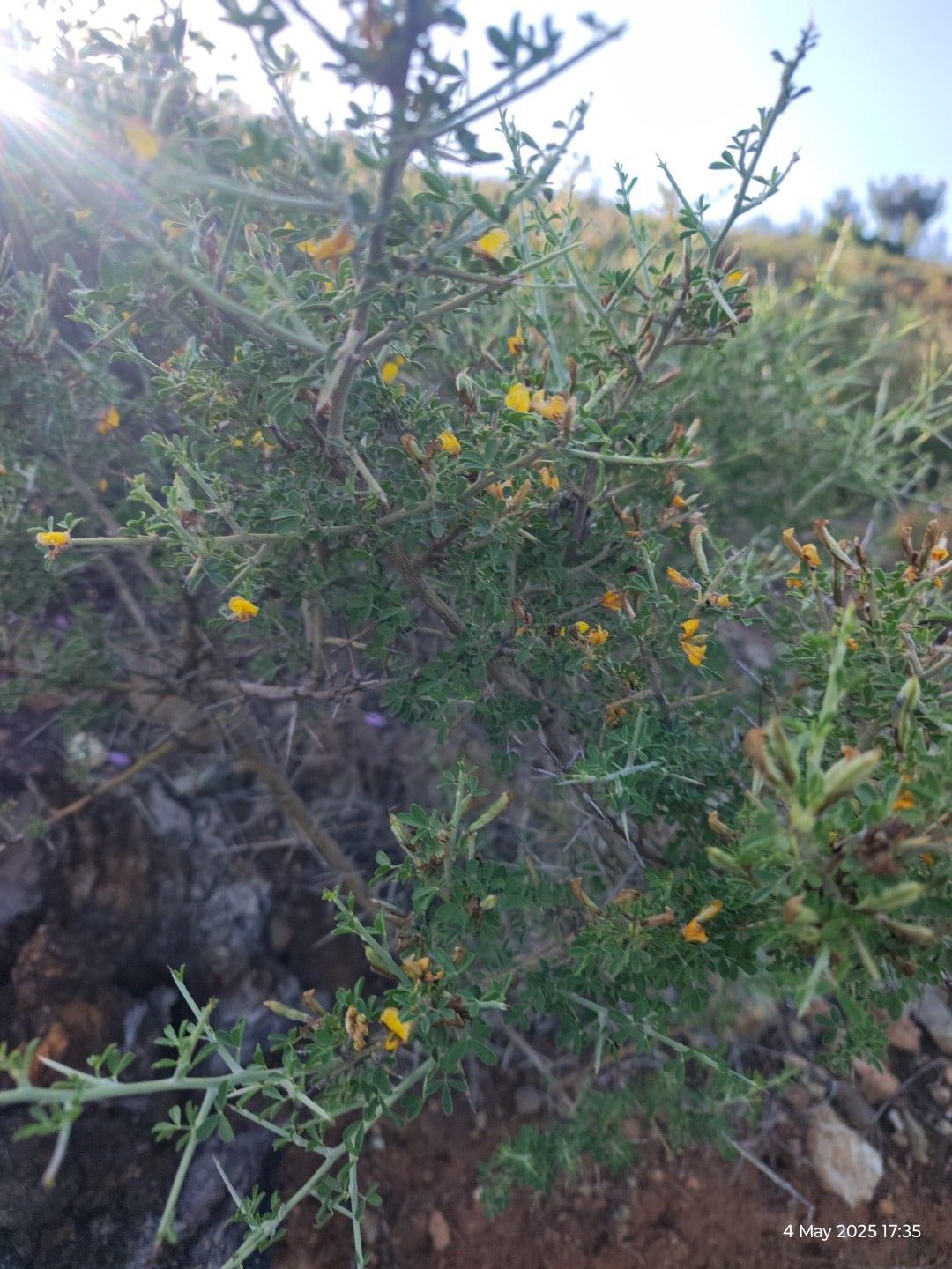 Sarı Kantaron Yağı 100 cc