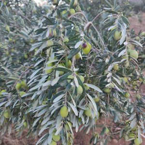 Olive Leaf Tea