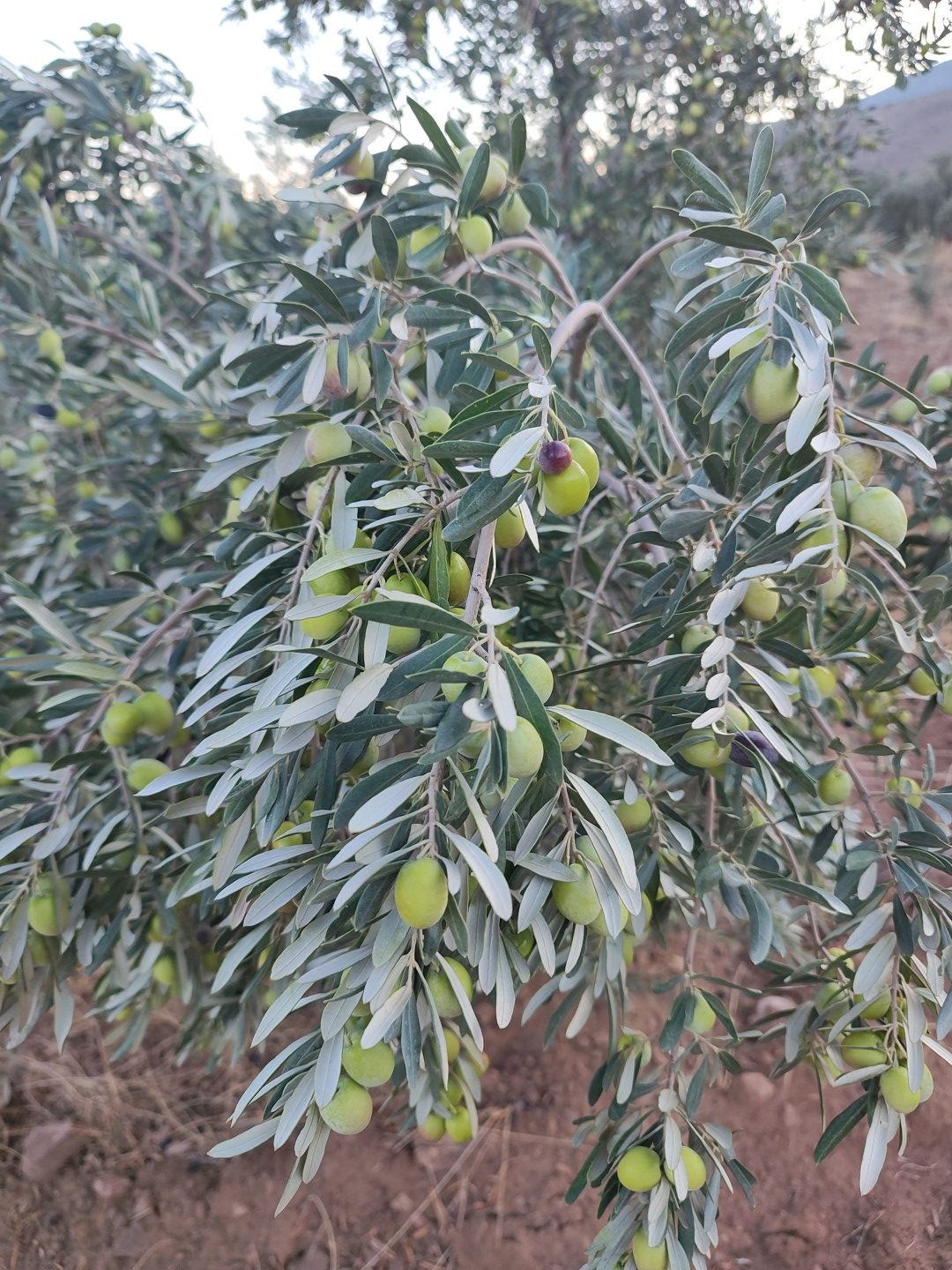 Zeytinlerimiz (1) Zeytin Yaprağı Çayı