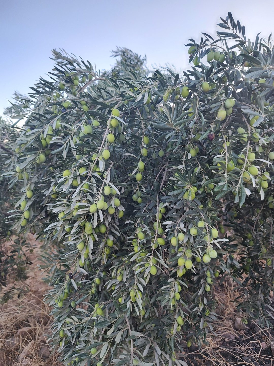 Zeytinlerimiz (2) Zeytin Yaprağı Çayı