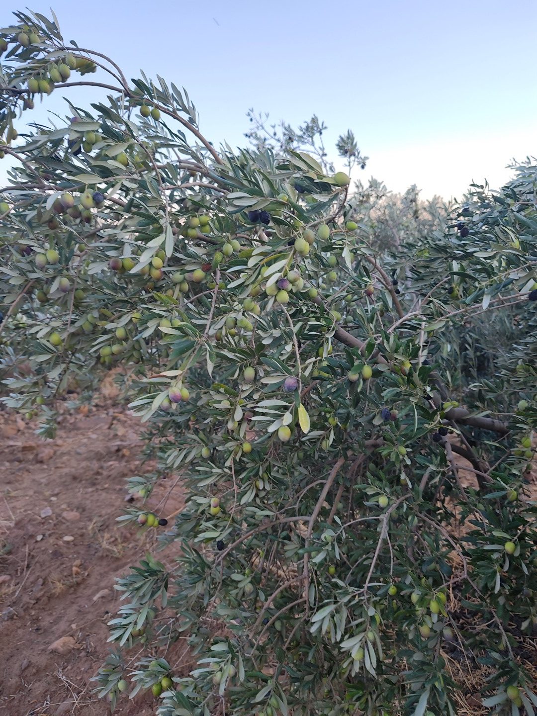 Zeytinlerimiz (3) Zeytin Yaprağı Çayı